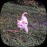 cat, kitten, white_cat, animal, pet, outdoor, grass, flowers, garden, harness, leash, walking, standing, curious, cute, feline, nature, greenery, closeup, tail