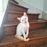 Boréal participe au concours pour gagner de l'argent avec cette photo : cat, kitten, animal, pet, white_cat, cream_fur, blue_eyes, sitting, staircase, wooden_steps, indoors, portrait, cute, fluffy_tail, open_mouth, meowing, head_tilt, rustic, home, closeup