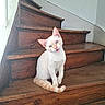 cat, kitten, animal, pet, white_cat, cream_fur, blue_eyes, sitting, staircase, wooden_steps, indoors, portrait, cute, fluffy_tail, open_mouth, meowing, head_tilt, rustic, home, closeup