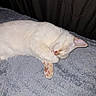 Boréal a rejoint le concours — aidez-le/la à gagner de superbes lots ! cat, white_cat, sleeping, nap, pet, animal, feline, blanket, gray_blanket, indoors, cozy, relaxed, lying_down, paw, toe_beans, pink_nose, closed_eyes, fluffy, bed, resting