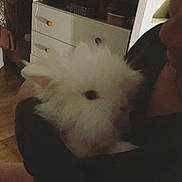 Pimpim a rejoint le concours — aidez-le/la à gagner de superbes lots ! canidae, cat, cloud, ear, felidae, maltese, meteorological_phenomenon, nose, rabbit, rabbits_and_hares, sky, whiskers, white