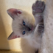 Peach participe au concours pour gagner de l'argent avec cette photo : kitten, cat, blue_eyes, paw, fluffy, cute, pet, animal, feline, close_up, whiskers, soft, cozy, indoor, young, fur, relaxed, resting, pink_paw, playful