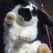 Oréo a rejoint le concours — aidez-le/la à gagner de superbes lots ! cat, claw, domestic_rabbit, felidae, fur, paw, rabbit, rabbits_and_hares, snout, tail, whiskers