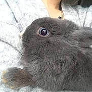 Olaf a rejoint le concours — aidez-le/la à gagner de superbes lots ! domestic_rabbit, fawn, hare, rabbit, rabbits_and_hares, snout, whiskers