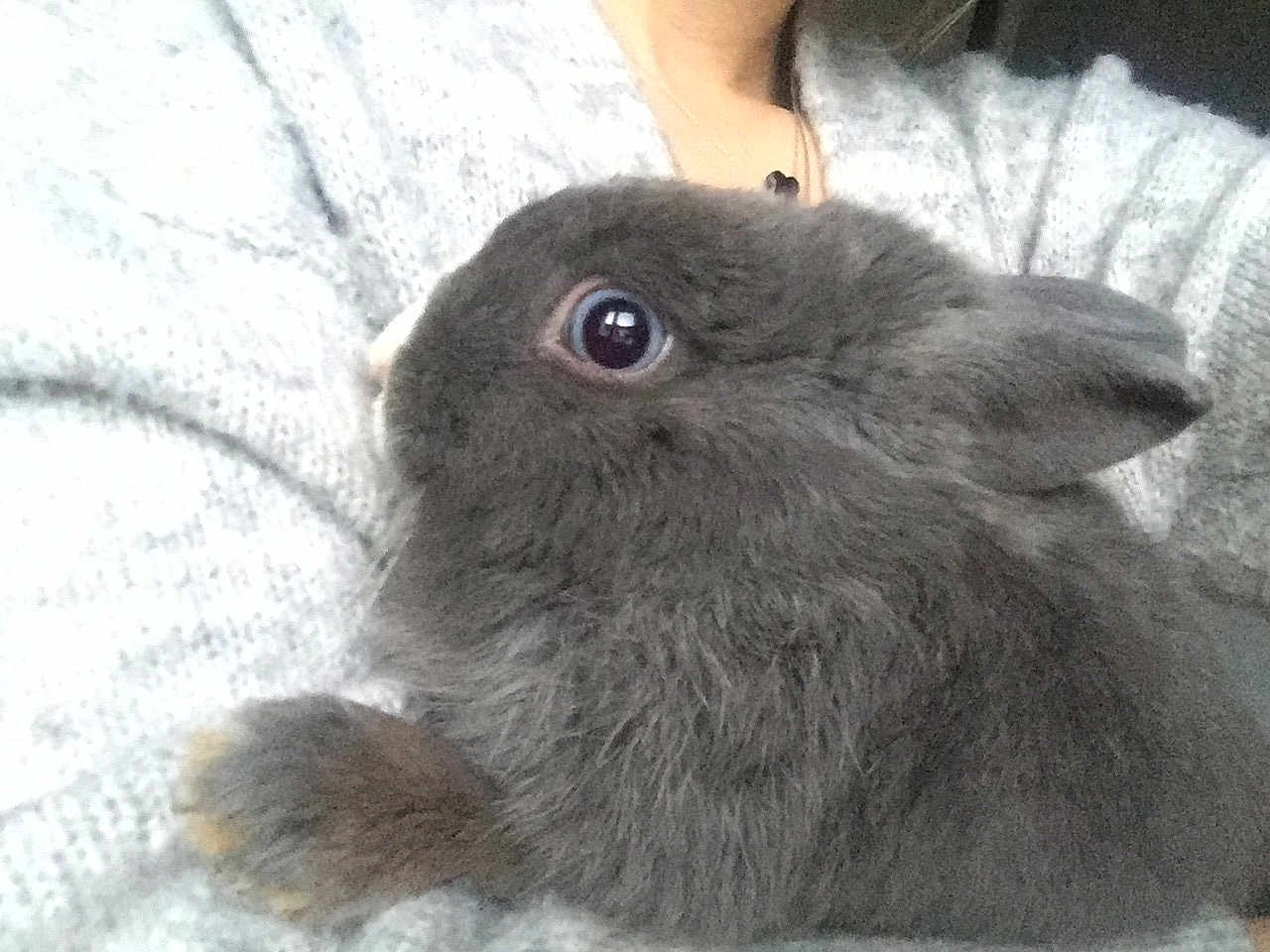 Olaf