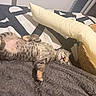 kitten, cat, sleeping, belly_up, spotted_fur, striped_fur, pink_paws, whiskers, closed_eyes, relaxed, cozy, blanket, bed, pillow, bedroom, sunlight, indoors, basket, cute, pet