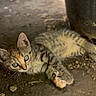 Bloom participe au concours pour gagner de l'argent avec cette photo : cat, kitten, tabby, animal, pet, feline, lying_down, outdoor, ground, gravel, dirt, striped_fur, green_eyes, pink_paw_pads, whiskers, ears, tail, close_up, cute, portrait