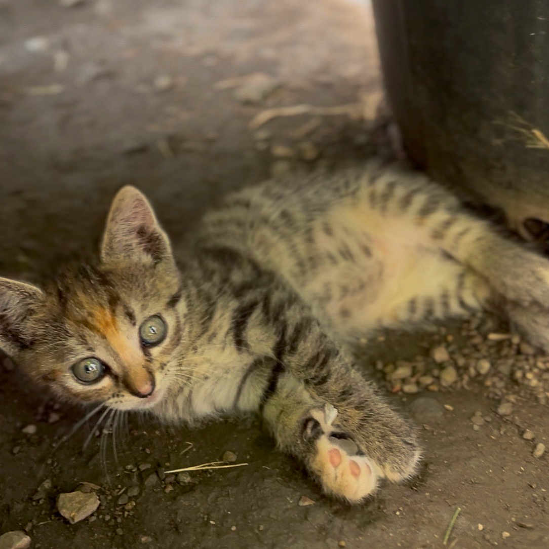 Bloom participe au concours pour gagner de l'argent avec cette photo : cat, kitten, tabby, animal, pet, feline, lying_down, outdoor, ground, gravel, dirt, striped_fur, green_eyes, pink_paw_pads, whiskers, ears, tail, close_up, cute, portrait
