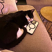 Nova is registered to the contest to win money with this photo: cat, tuxedo_cat, black_and_white, sleeping, nap, curled_up, smartphone, phone_case, camera_lens, couch, sofa, pillow, side_table, living_room, indoor, pet, whiskers, cozy, furniture, blanket