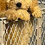 adorable, animal, baby_gate, closeup, companion, cute, dog, domestic_animal, fluffy, fur, golden, guarding, indoors, paws, pet, pet_fence, plastic, puppy, relaxed, young_dog
