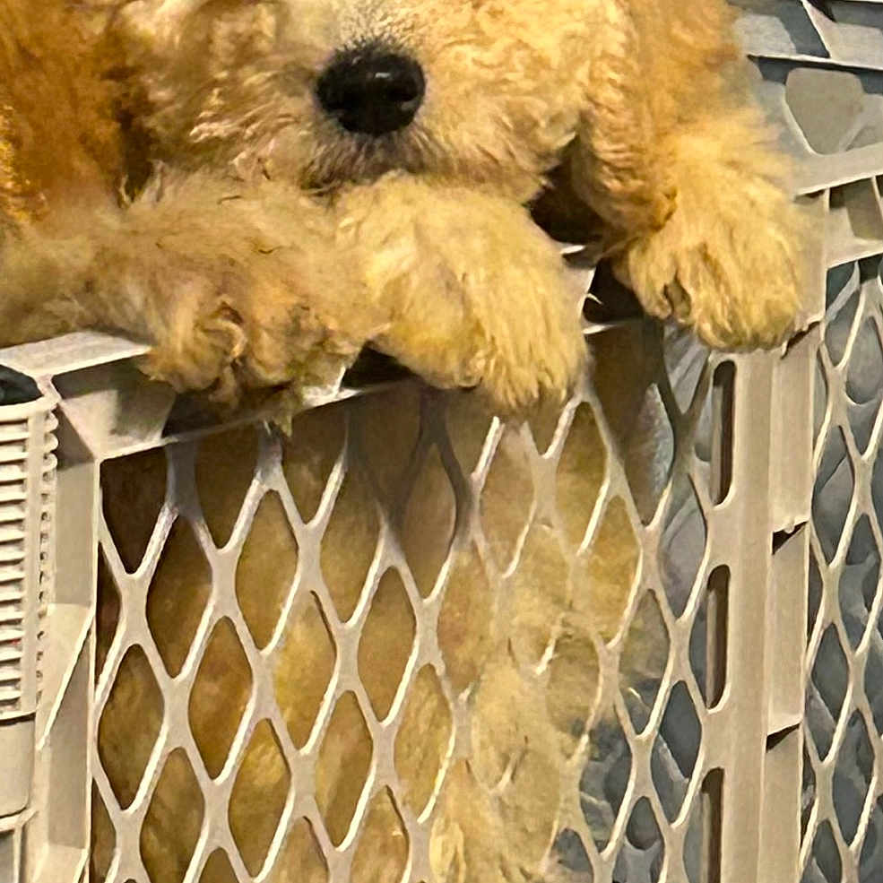 Bailey joined the competition — help win amazing prizes! adorable, animal, baby_gate, closeup, companion, cute, dog, domestic_animal, fluffy, fur, golden, guarding, indoors, paws, pet, pet_fence, plastic, puppy, relaxed, young_dog