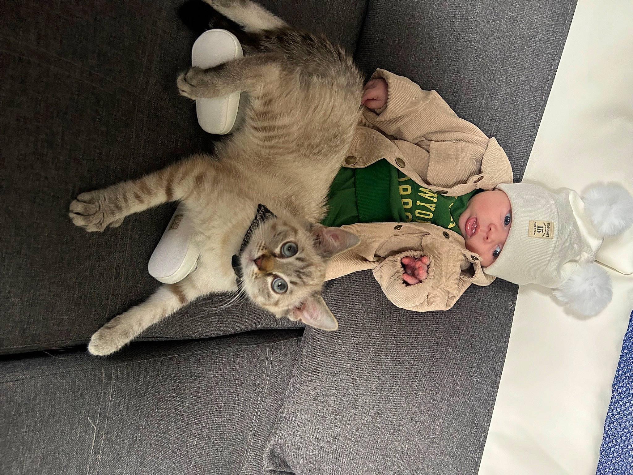 Maylone participe au concours pour gagner de l'argent avec cette photo : canidae, carnivore, cat, comfort, companion_dog, couch, dog_breed, domestic_short_haired_cat, fawn, felidae, fur, headwear, linens, paw, person, small_to_medium_sized_cats, sporting_group, stuffed_toy, tail, toy