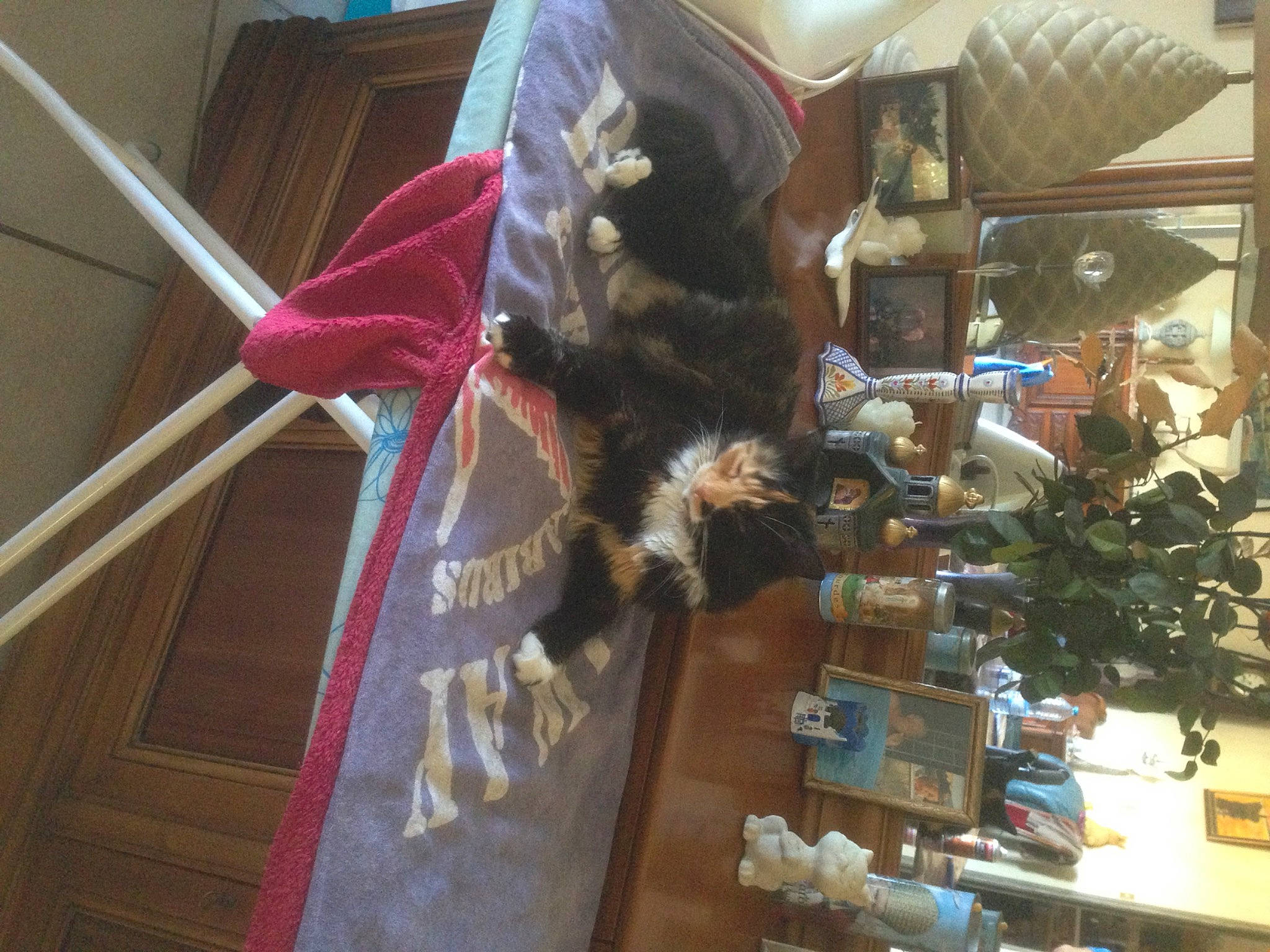 Mouche a rejoint le concours — aidez-le/la à gagner de superbes lots ! art, carmine, collection, event, fur, houseplant, magenta, retail, room, shelf, tree, wood