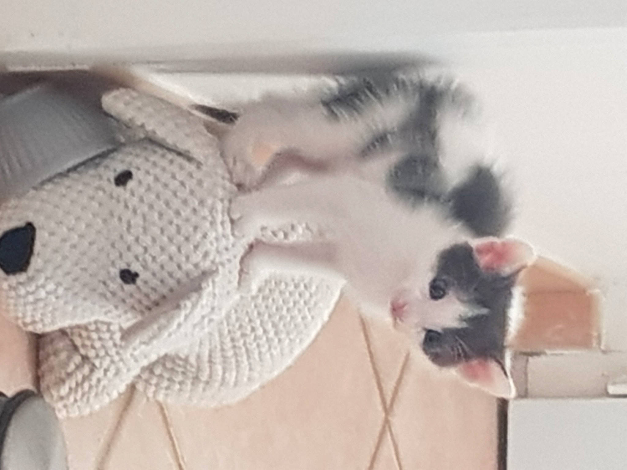 Kitty participe au concours pour gagner de l'argent avec cette photo : art, carmine, carnivore, cat, craft, domestic_short_haired_cat, fashion_accessory, felidae, flooring, fur, grey, linens, mesh, pattern, small_to_medium_sized_cats, stuffed_toy, tail, toy, whiskers, wood