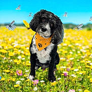 Roger is registered to the contest to win money with this photo: dog, bandana, black_and_white, butterflies, wildflowers, meadow, spring, outdoor, nature, grass, flower_field, blue_sky, cute, pet, animal, sitting, colorful, sunny, fluffy, friendly