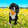 dog, bandana, black_and_white, butterflies, wildflowers, meadow, spring, outdoor, nature, grass, flower_field, blue_sky, cute, pet, animal, sitting, colorful, sunny, fluffy, friendly