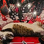 cat, tabby, christmas_tree, christmas_lights, christmas_ornaments, presents, tree_skirt, holiday, indoor, relaxed, sleeping, festive, decorations, red, white, brown, black, cozy, pet, floor
