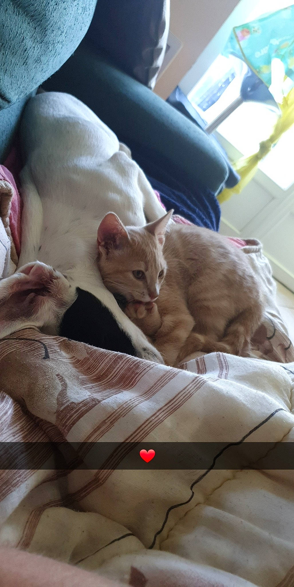 Pilou a rejoint le concours — aidez-le/la à gagner de superbes lots ! asian, burmilla, carnivore, cat, fawn, felidae, german_rex, kitten, nap, oriental_longhair, singapura, small_to_medium_sized_cats, whiskers