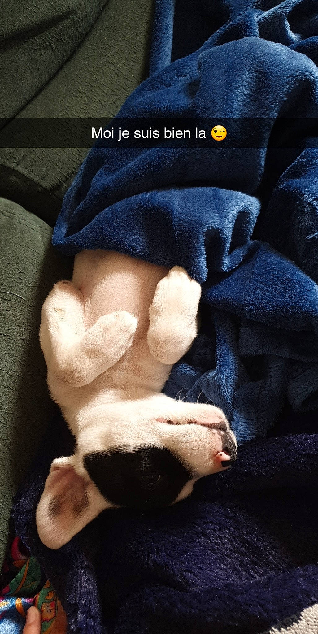 Pilou participe au concours pour gagner de l'argent avec cette photo : claw, fawn, finger, gesture, hand, leg, paw