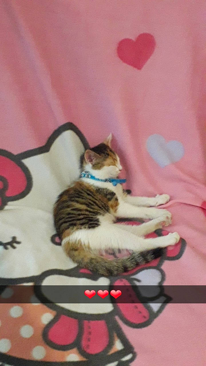 Kitty participe au concours pour gagner de l'argent avec cette photo : aegean_cat, asian, carnivore, cat, domestic_short_haired_cat, european_shorthair, fawn, felidae, kitten, pink, small_to_medium_sized_cats, tabby_cat, tail, whiskers