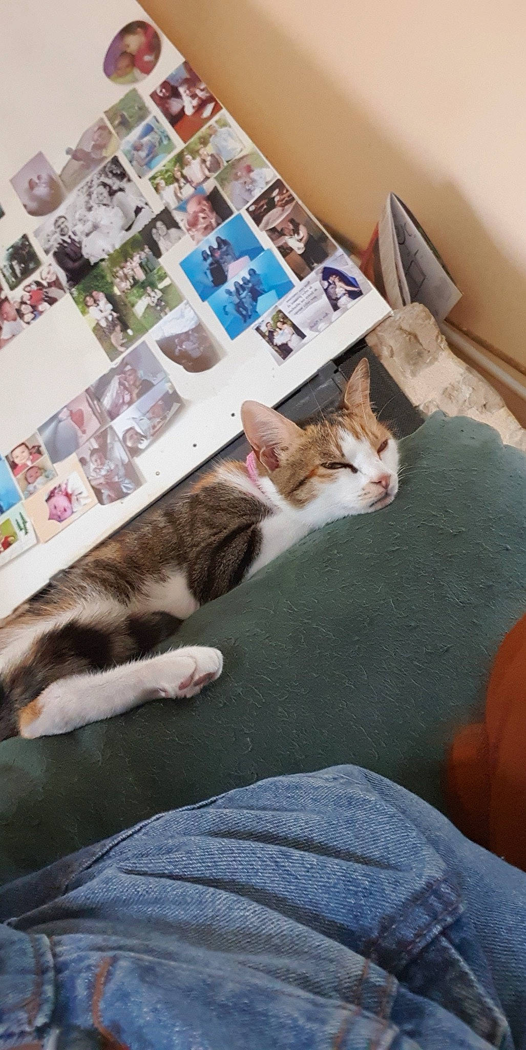 Kitty participe au concours pour gagner de l'argent avec cette photo : bed_sheet, bedding, carnivore, cat, domestic_short_haired_cat, european_shorthair, felidae, fur, furniture, kitten, linens, nap, paw, room, small_to_medium_sized_cats, tail, textile, whiskers