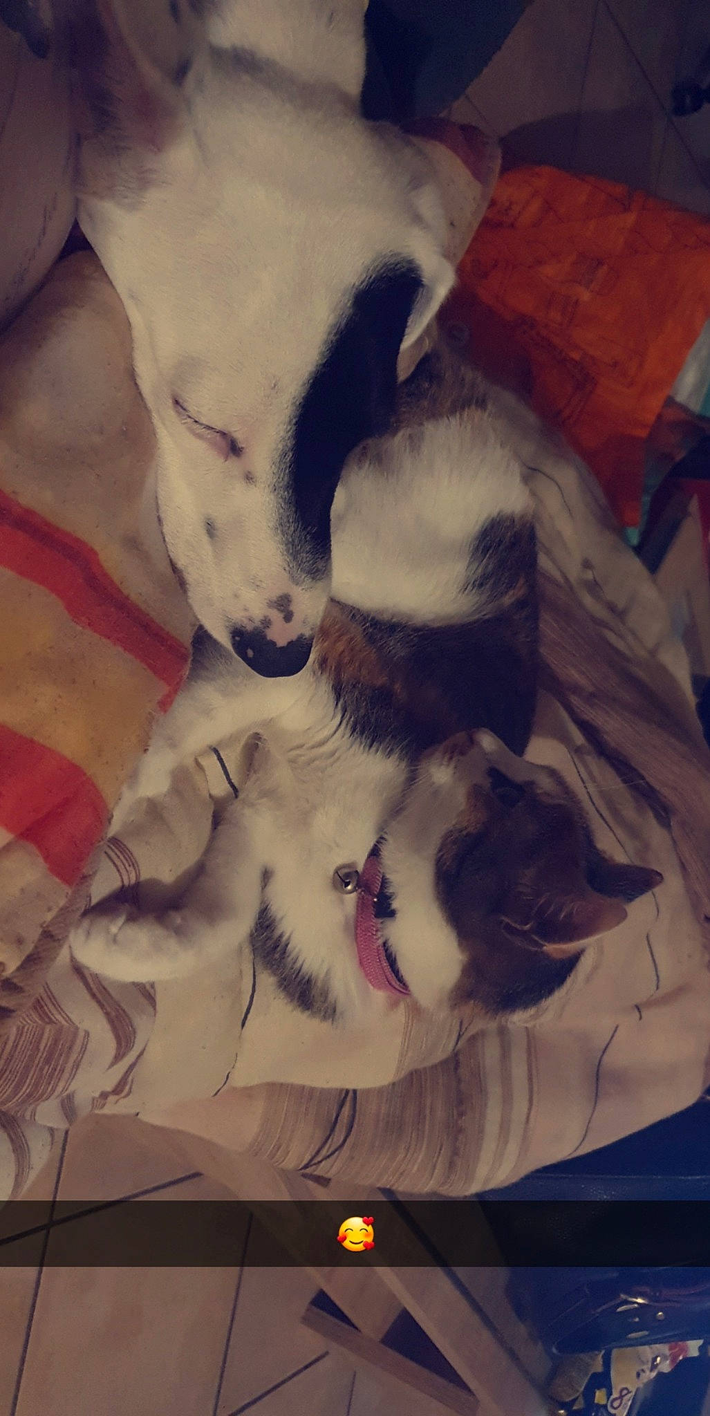 Kitty participe au concours pour gagner de l'argent avec cette photo : canidae, carnivore, dog_breed, non_sporting_group