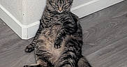 Rusty is registered to the contest to win money with this photo: animal, cat, corner, domestic_animal, ears, eyes, feline, floor, fluffy, fur, grumpy, indoor, pet, relaxed, resting, sitting, tabby, tail, wall, whiskers