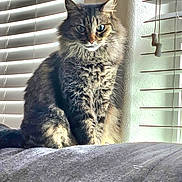 Rusty joined the competition — help win amazing prizes! animal, blinds, cat, couch, cozy, domestic, fluffy, fur, furniture, home, indoor, light, pet, portrait, relaxing, shadow, sitting, tabby, whiskers, window