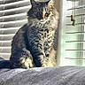 cat, tabby, fluffy, pet, indoor, window, blinds, couch, furniture, light, shadow, domestic, animal, sitting, fur, whiskers, relaxing, home, cozy, portrait