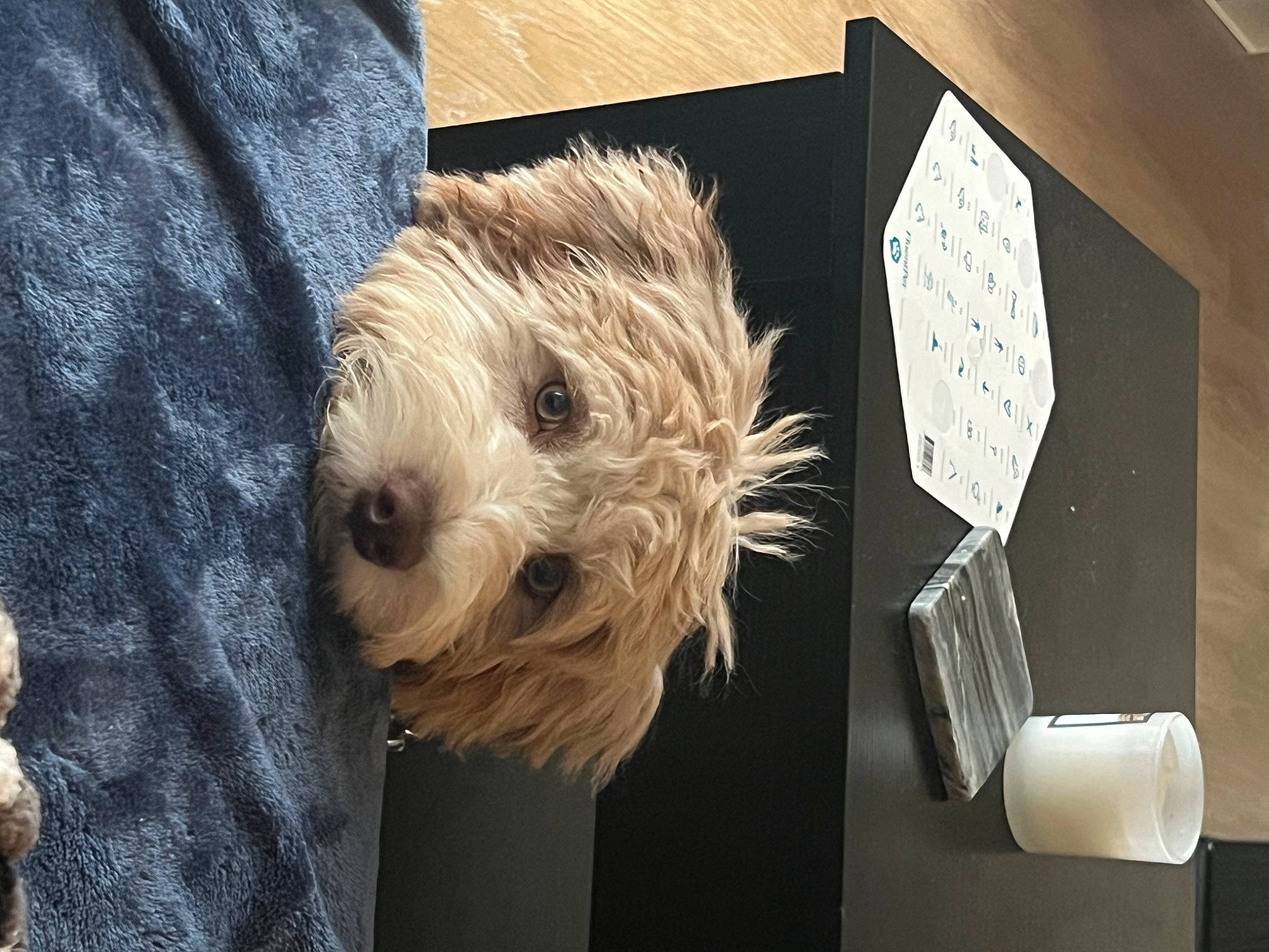 Mookie joined the competition — help win amazing prizes! airedale_terrier, canidae, carnivore, companion_dog, dog, dog_breed, dog_clothes, flooring, fur, labradoodle, small_terrier, snout, sporting_group, terrier, toy_dog, wood