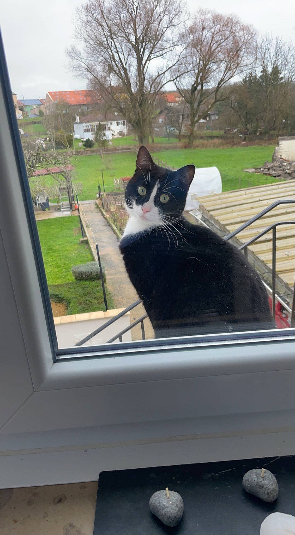 Mila participe au concours pour gagner de l'argent avec cette photo : automotive_exterior, automotive_window_part, building, carnivore, cat, domestic_short_haired_cat, felidae, formal_wear, fur, grass, motor_vehicle, plant, sky, small_to_medium_sized_cats, tail, tints_and_shades, tree, whiskers, window, windshield