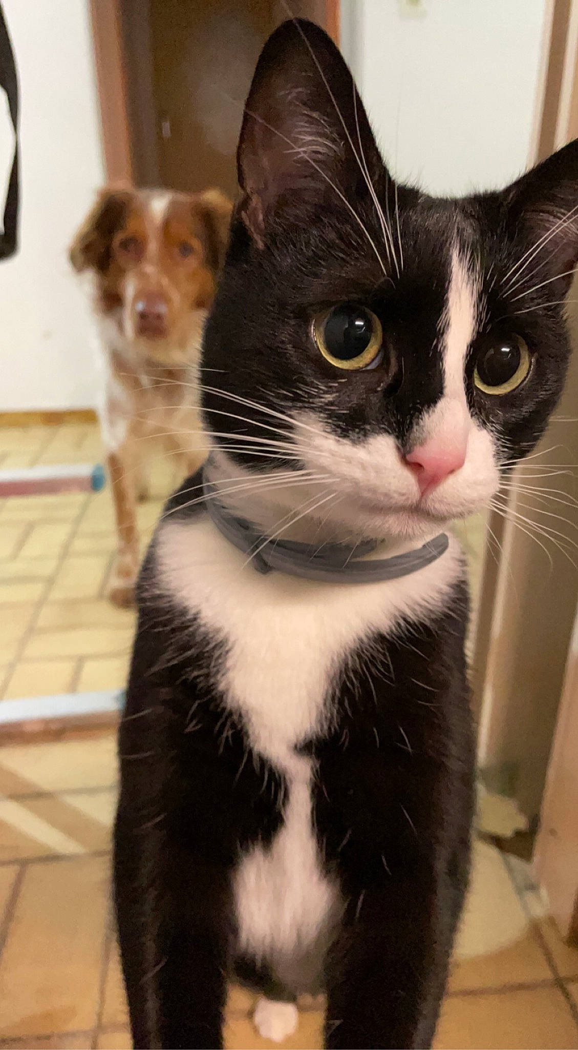 Mila a rejoint le concours — aidez-le/la à gagner de superbes lots ! box, carnivore, cat, domestic_short_haired_cat, felidae, flooring, fur, iris, packaging_and_labeling, paw, pet_supply, small_to_medium_sized_cats, snout, tail, terrestrial_animal, whiskers