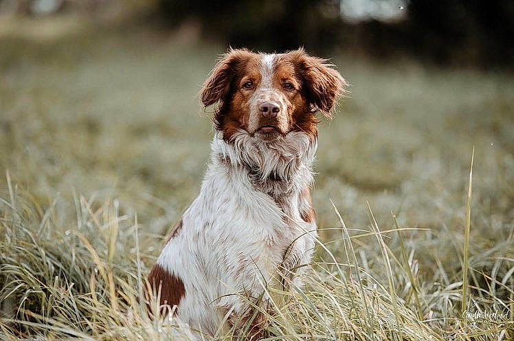 Patch participe au concours pour gagner de l'argent avec cette photo : canidae, carnivore, companion_dog, dog, dog_breed, fawn, field, fur, grass, grassland, gun_dog, liver, pointing_breed, pont_audemer_spaniel, prairie, retriever, spaniel, terrestrial_animal
