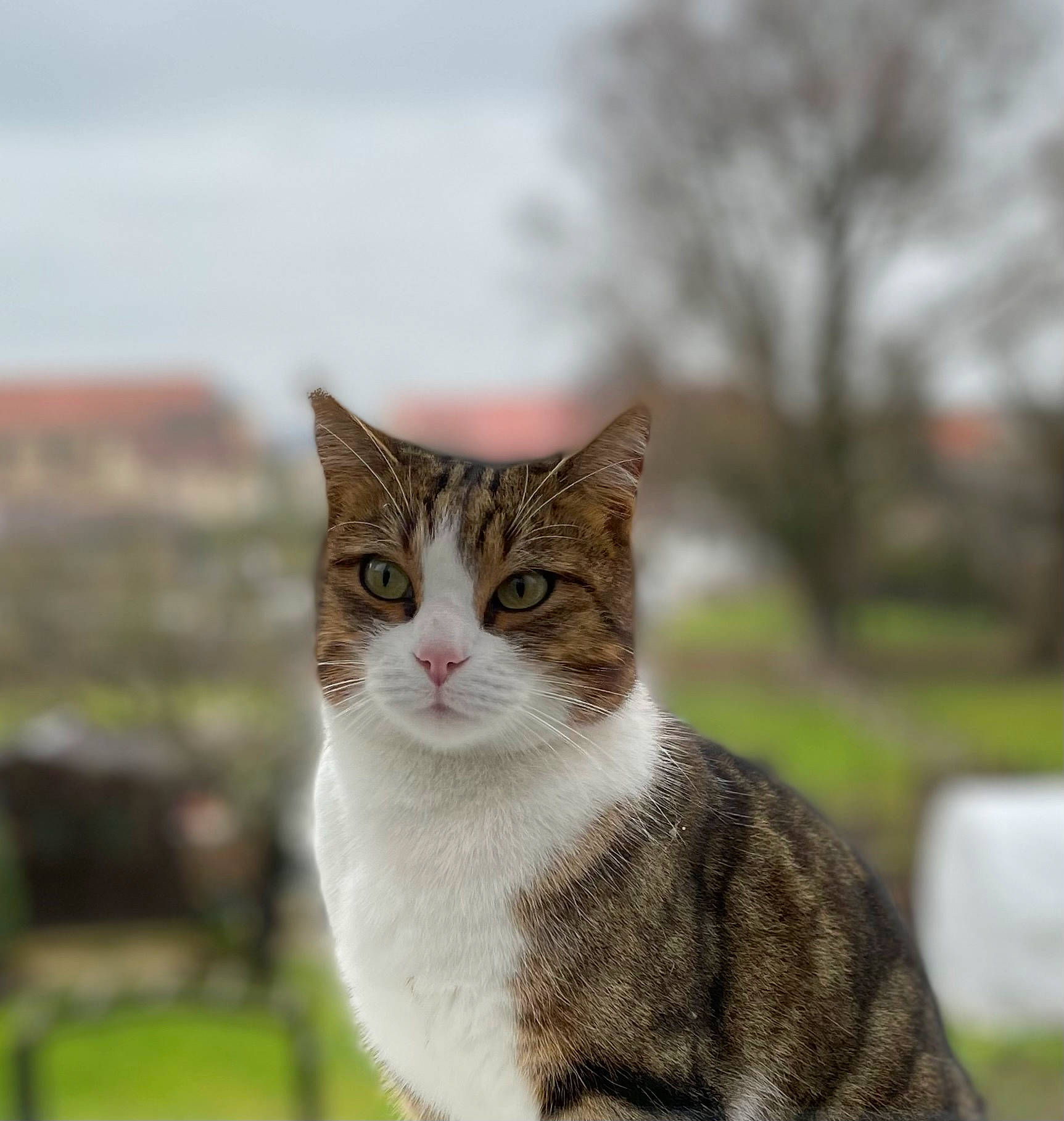 Billy participe au concours pour gagner de l'argent avec cette photo : art, carnivore, cat, collar, domestic_short_haired_cat, eye, fawn, felidae, fur, grass, plant, sky, small_to_medium_sized_cats, snout, tail, terrestrial_animal, tree, whiskers, wildlife