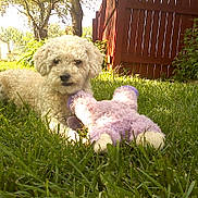 Squirt is registered to the contest to win money with this photo: dog, grass, toy, stuffed_animal, outdoor, sunlight, fence, tree, pet, playful, greenery, backyard, curly_fur, canine, relaxed, nature, animal, summer, daytime, cute
