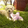 dog, grass, toy, stuffed_animal, outdoor, sunlight, fence, tree, pet, playful, greenery, backyard, curly_fur, canine, relaxed, nature, animal, summer, daytime, cute