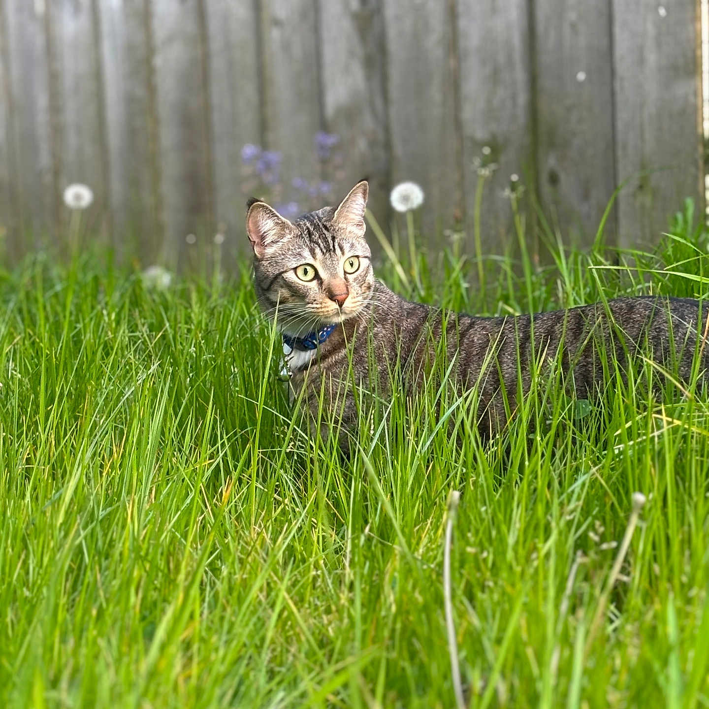 Mocha joined the competition — help win amazing prizes! animal, cat, collar, curious, dandelion, domestic_cat, eyes, fence, garden, grass, greenery, mammal, nature, outdoor, pet, portrait, summer, tabby_cat, wildlife, young_cat