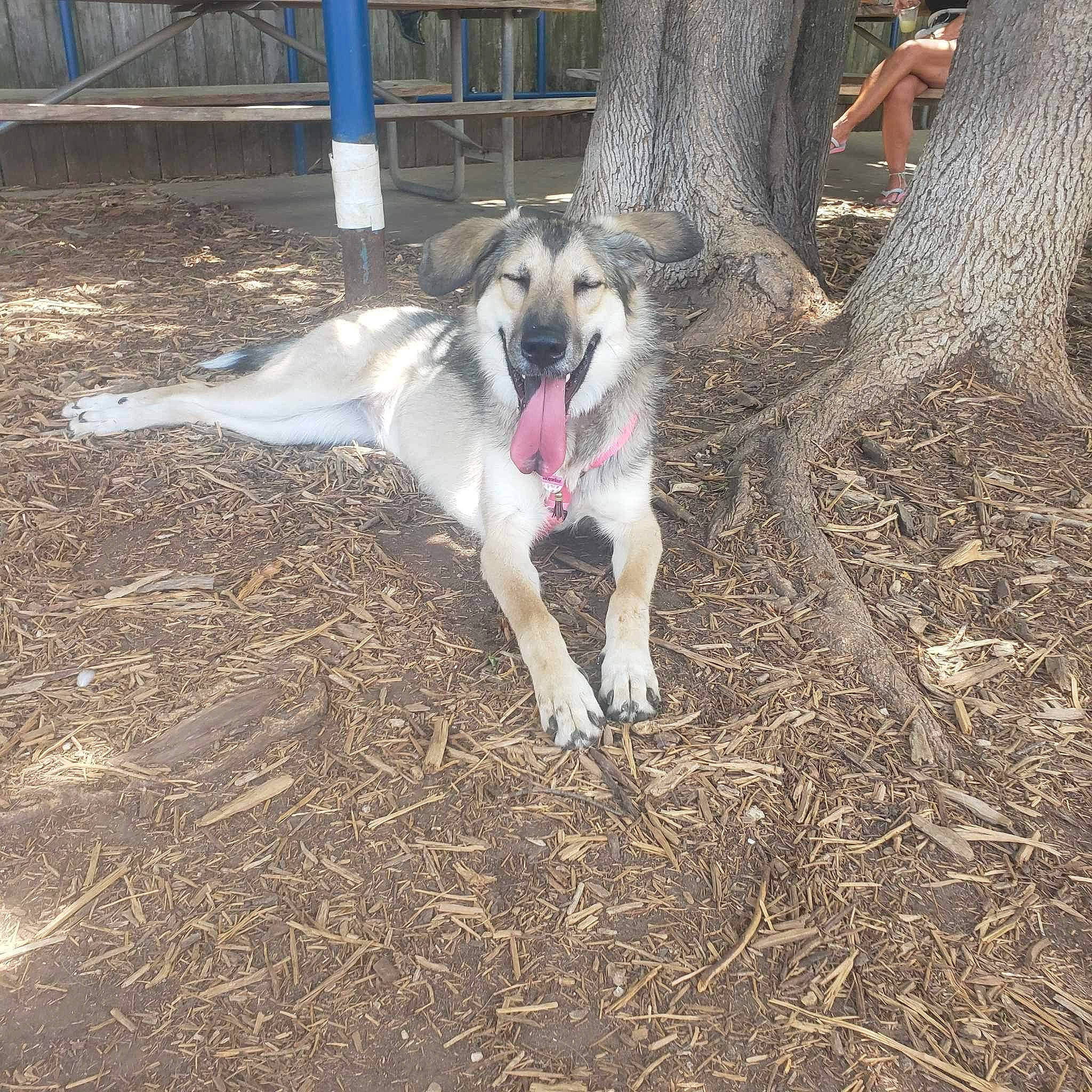 Jacqualine is registered to the contest to win money with this photo: borzoi, carnivore, collar, companion_dog, dog, dog_breed, dog_supply, grass, pet_supply, plant, soil, tail, tree, trunk, wood, working_animal, working_dog
