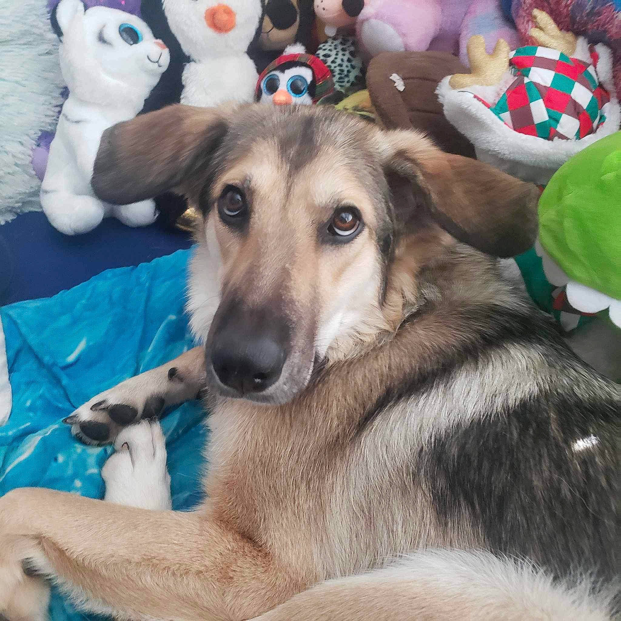 Jacqualine joined the competition — help win amazing prizes! canidae, carnivore, comfort, companion_dog, dog, dog_breed, event, fawn, fur, happy, hat, holiday, linens, mammal, selfie, sporting_group, stuffed_toy, toy, vertebrate, working_animal