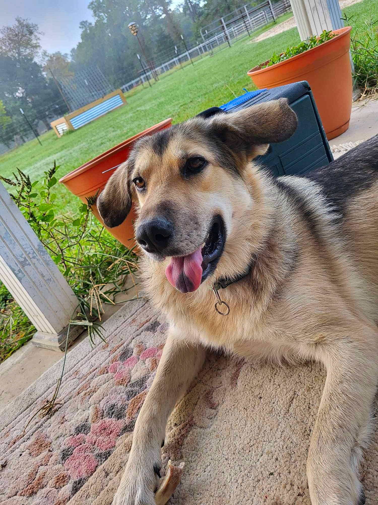 Jacqualine is registered to the contest to win money with this photo: ancient_dog_breeds, canidae, carnivore, collar, companion_dog, dog, dog_breed, fawn, grass, guard_dog, pet_supply, plant, sky, snout, sporting_group, tree, working_animal, working_dog