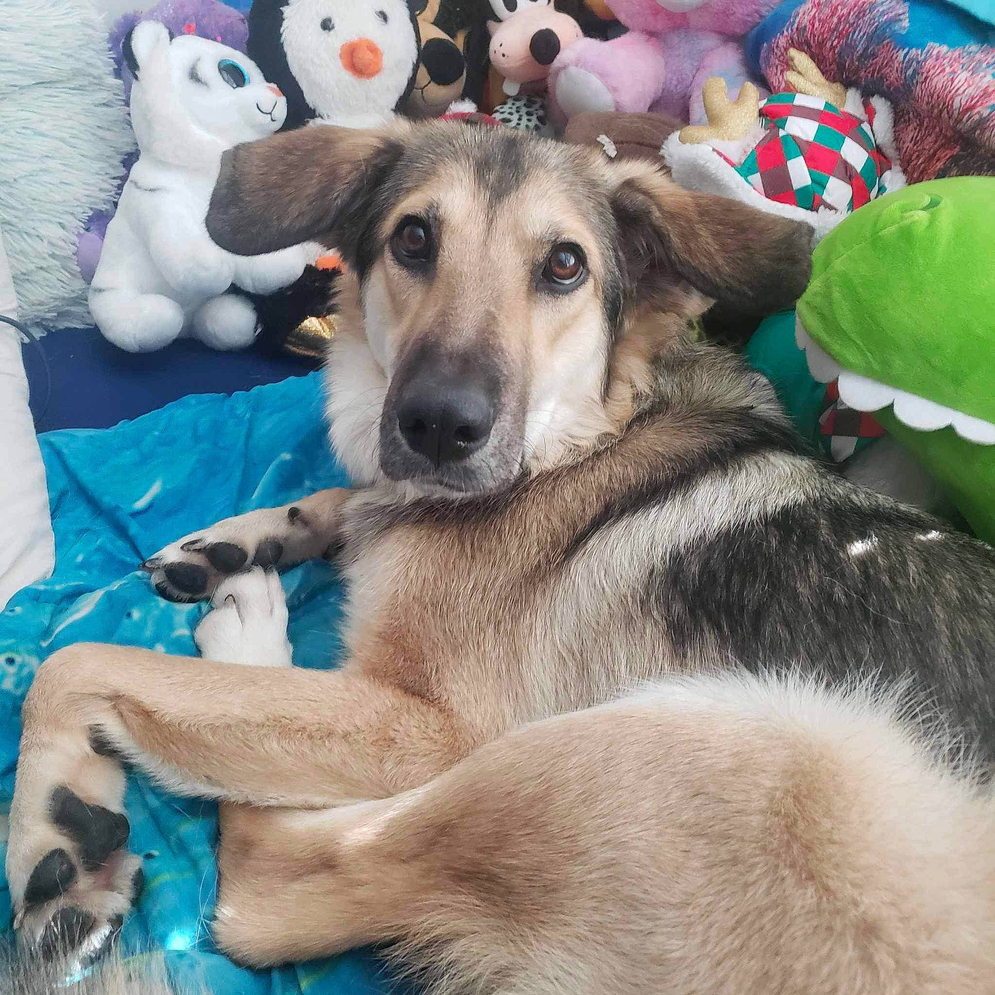 Jacqualine joined the competition — help win amazing prizes! canidae, carnivore, comfort, companion_dog, dog, dog_breed, dog_supply, fur, happy, mammal, paw, recreation, snout, sporting_group, stuffed_toy, teddy_bear, toy, vertebrate, working_animal, working_dog