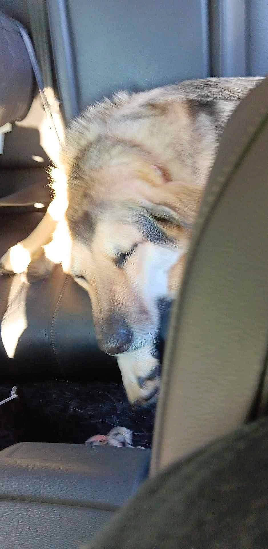 Jacqualine is registered to the contest to win money with this photo: canidae, carnivore, companion_dog, dog, dog_breed, fawn, felidae, fur, nap, non_sporting_group, small_to_medium_sized_cats, snout, sporting_group, tail, terrestrial_animal, tree, vehicle_door, whiskers, wildlife, working_dog