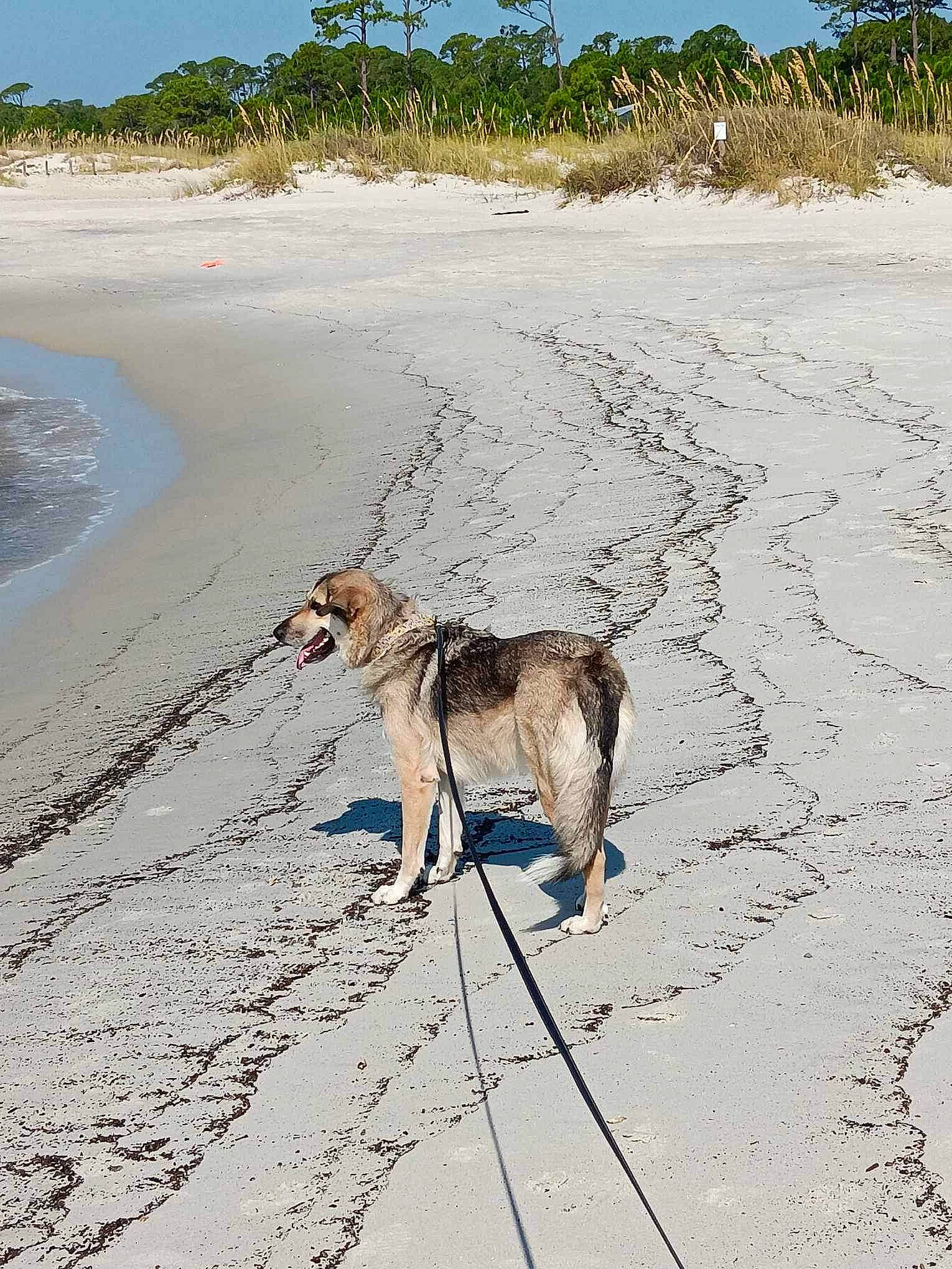Jacqualine joined the competition — help win amazing prizes! beach, body_of_water, canidae, carnivore, coast, dog, dog_breed, fawn, leash, ocean, pet_supply, plant, sand, shore, sky, sporting_group, tree, water, wind_wave, working_animal