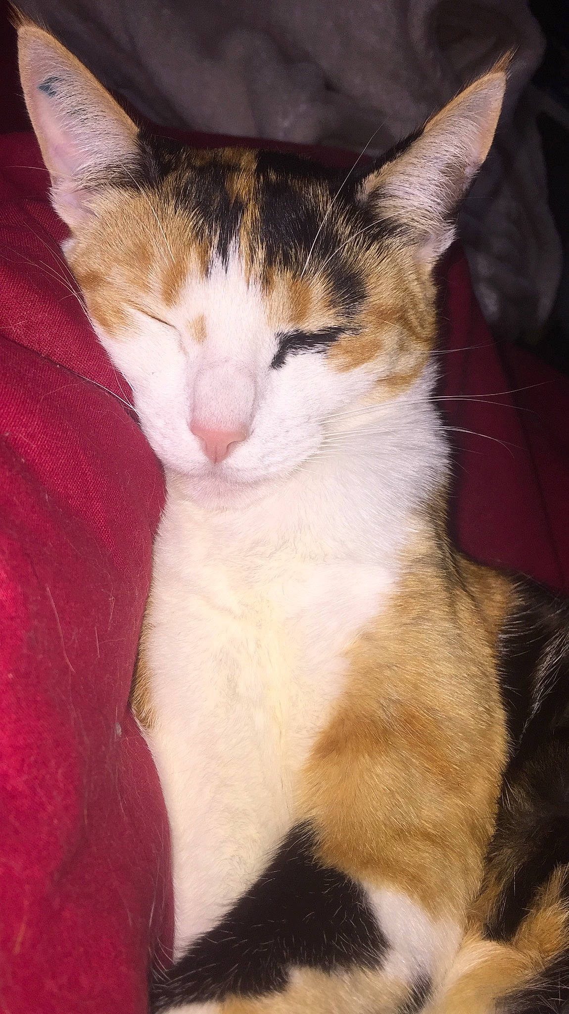 Daysie a rejoint le concours — aidez-le/la à gagner de superbes lots ! aegean_cat, american_wirehair, arabian_mau, asian, carnivore, cat, domestic_short_haired_cat, european_shorthair, felidae, fur, german_rex, kitten, mammal, ojos_azules, small_to_medium_sized_cats, snout, vertebrate, whiskers