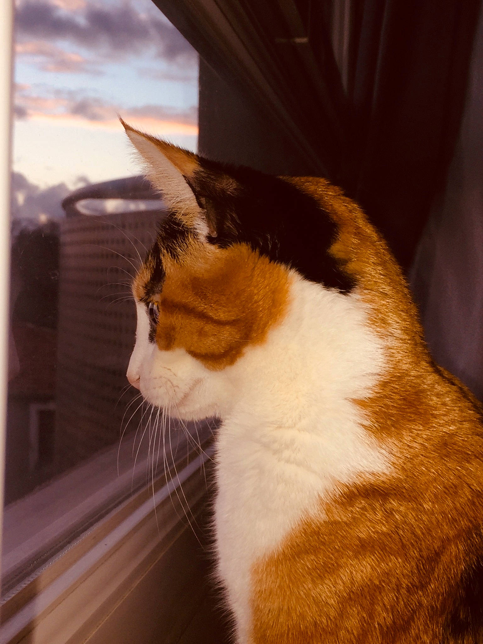 Daysie a rejoint le concours — aidez-le/la à gagner de superbes lots ! aegean_cat, carnivore, cat, domestic_short_haired_cat, ear, fawn, felidae, fur, nose, small_to_medium_sized_cats, snout, tail, whiskers, window