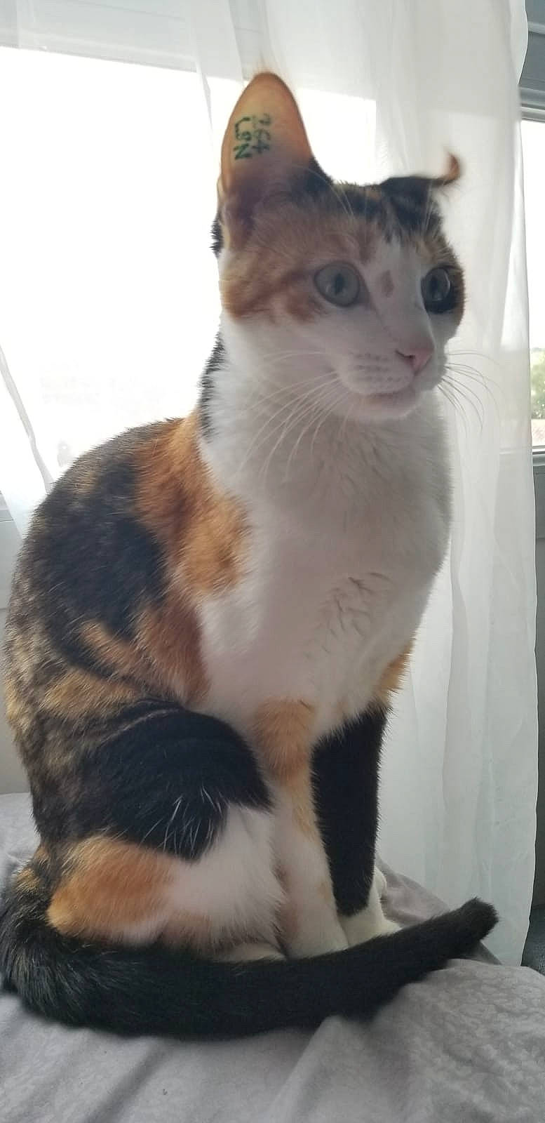 Daysie a rejoint le concours — aidez-le/la à gagner de superbes lots ! aegean_cat, american_wirehair, arabian_mau, carnivore, cat, domestic_short_haired_cat, european_shorthair, felidae, german_rex, japanese_bobtail, javanese, mammal, ojos_azules, polydactyl_cat, small_to_medium_sized_cats, tail, vertebrate, whiskers