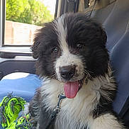 Balou a rejoint le concours — aidez-le/la à gagner de superbes lots ! puppy, dog, black_and_white, fluffy, tongue_out, happy, sitting, car, vehicle_interior, passenger_seat, seatbelt, harness, rope_toy, green_toy, portrait, close_up, outdoor_light, window, fur, pet