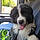Balou