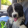 puppy, dog, black_and_white, fluffy, tongue_out, happy, sitting, car, vehicle_interior, passenger_seat, seatbelt, harness, rope_toy, green_toy, portrait, close_up, outdoor_light, window, fur, pet