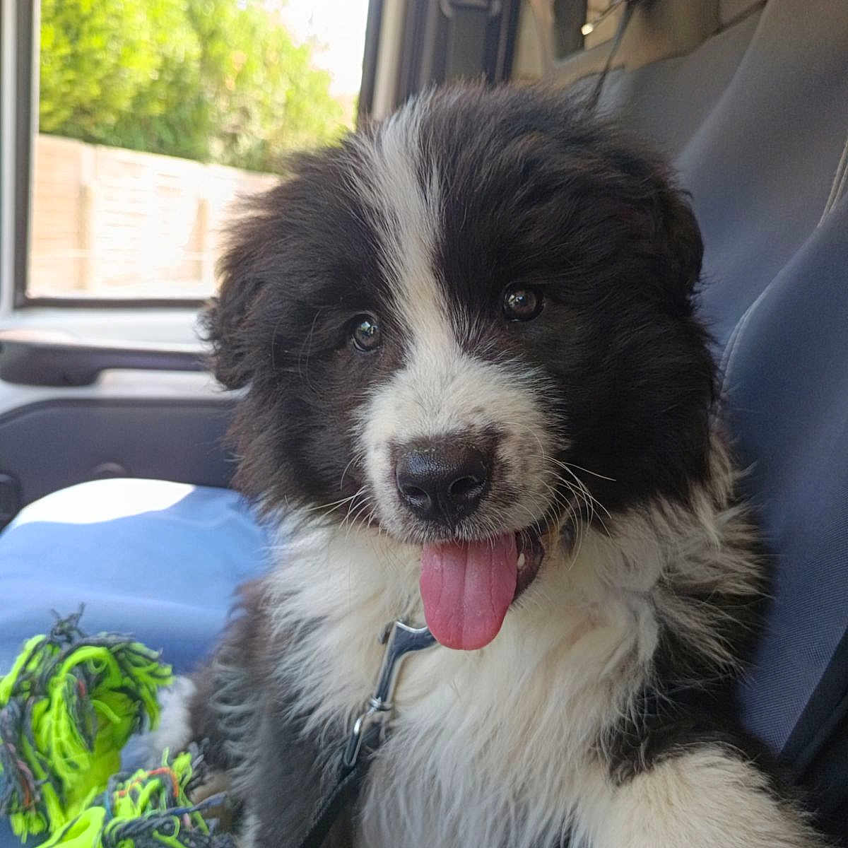 Balou a rejoint le concours — aidez-le/la à gagner de superbes lots ! puppy, dog, black_and_white, fluffy, tongue_out, happy, sitting, car, vehicle_interior, passenger_seat, seatbelt, harness, rope_toy, green_toy, portrait, close_up, outdoor_light, window, fur, pet